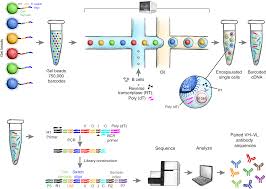 Massively Parallel Single Cell B Cell Receptor Sequencing