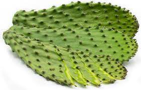 nopales cactus leaf information and facts