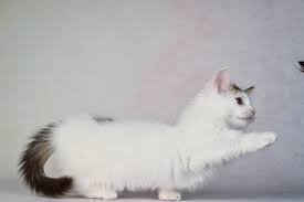 5 fun facts about the munchkin cats