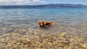 Is Bear Lake safe for dogs?