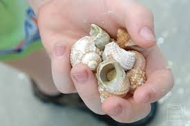 Storms, tides and the powerful action of the gulf of mexico's loop current import shells of dazzling variety and exotic origin to sanibel and captiva islands. Florida S Best Shelling Beaches Florida Traveler