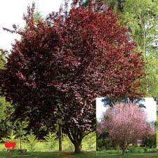 Spring season flowering plum tree stock image i at. Prunus Nigra Flowering Plum Perth Wa Online Garden Centre