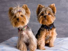 The first stage of a newborn yorkie pup's life is the neonatal stage. Newborn Baby Yorkies Newborn Baby