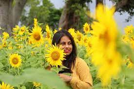 Sunflower Fields In Karnataka