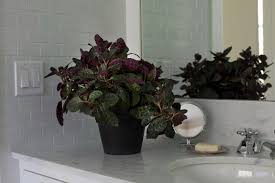 Best Houseplants 9 Indoor Plants For Low Light Gardenista