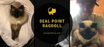 Seal Point Ragdoll My Ragdoll Cats