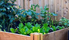 Easy Veggie Gardens On A Budget