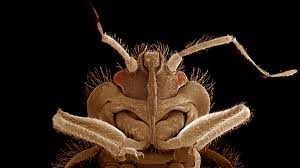 Bettwanzen sind flügellose insekten, die nachts ins bett krabbeln die wanzen krabbeln auf den schlafenden menschen und teilweise auch auf haustiere, stechen mehrmals zu und saugen blut. Bettwanzen So Kann Man Den Schadling Bekampfen Welt