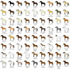 Which Colour Suits Your Horse Best The Hay Barn
