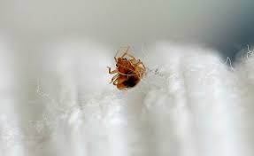 top 15 home remes for bed bugs y l p c