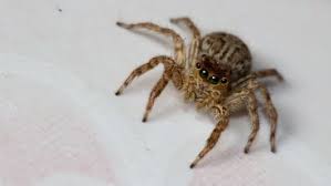 Andere arthropoden können in betracht gezogen werden, wenn sie unerwartet von der decke herabsteigen und im weltraum an ihrem spinnennetz. Spinnen Bekampfen Die Besten Tipps Gegen Spinnen Im Haus Heimhelden