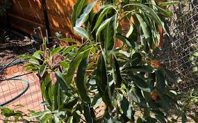 Are Avocado Tree Roots Invasive Will
