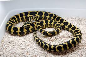 jungle carpet python facts and pictures