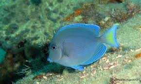 Image result for blue tang