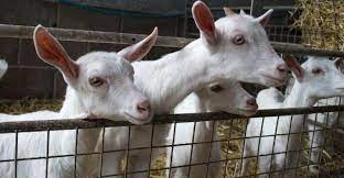 how to clean a goat pen and keep it