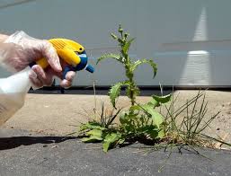 How To Get Rid Of Weeds Four