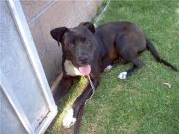 Our dogs are followed by hundreds of thousands of fans worldwide and their offspring are housed in homes in over 15 countries. Dog For Adoption Jorja Brown A Black Labrador Retriever Pit Bull Terrier Mix In Los Angeles Ca Petfinder