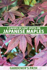 leaf spots on anese maples 7 causes