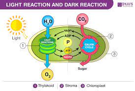 difference between light reaction and