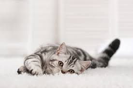 get cat urine smell out of carpet