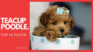 teacup poodle 10 things you didn t know