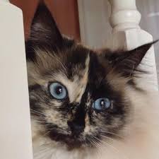 If you are purchasing a himalayan cat for show or breeding purposes, it is very important to analyze your cat's pedigree for information regarding. Cat Adoption Team Updated Covid 19 Hours Services 33 Photos 67 Reviews Animal Shelters 14175 Sw Galbreath Dr Sherwood Or Phone Number Yelp