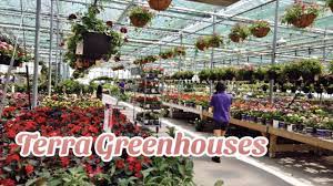 plant ping at terra greenhouses