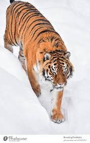 high angle view of tiger walking on