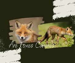 Are Foxes Canines Let S Unveil The