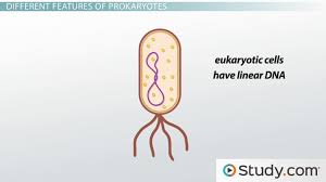 Eukaryotic And Prokaryotic Cells Similarities And Differences