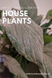 How To Clean Your Houseplants Our