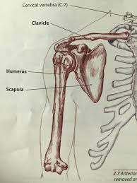 Parts of the right shoulder blade: Shoulder Anatomy Bones Anatomy Drawing Diagram