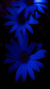 blue flower nature hd phone wallpaper