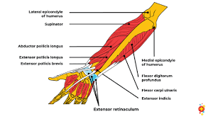 The medial epicondyle of the humerus is an apophysis that serves as a point of attachment for the forearm flexor muscles, the pronator teres about half of all pediatric medial epicondyle fractures are associated with concurrent elbow dislocation.2,4,5 furthermore, as the ulnar nerve passes just. Medial Epicondylar Fractures Of The Humerus