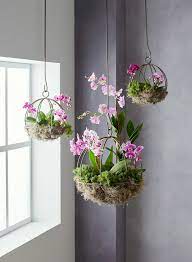 So, you can grow the plants that you have wished to see in your own garden. Hanging Orchid Planter Better Homes Gardens