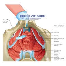 hypertonic pelvic floor causes