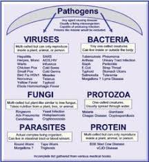 Pathogens Chart Viruses Bacteria Fungi Protozoa