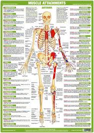 Muscle Anatomy Charts Set Of 4 Muscle Anatomy Nervous