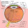 Retina anatomy from www.umkelloggeye.org