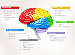 Human Brain Functions Functioning Of Human Brain With Diagram
