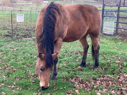 herbal management of equine ulcers