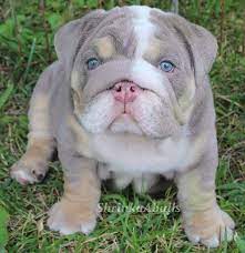 Wonderful blue bulldog puppies for sale! Shrinkabull S Lilac Crave Lilac English Bulldogs English Bulldog Puppies Bulldog Puppies Cute Baby Animals