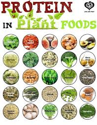 Plant Based Diet Lvr