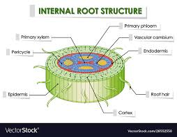 internal root structure royalty free vector