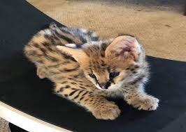 One who is reputable, trustworthy, and honest. Alex Serval Kitten For Sale Exotic Kittens House
