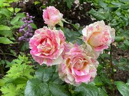 Bloom Of Rose Rosa Claude Monet