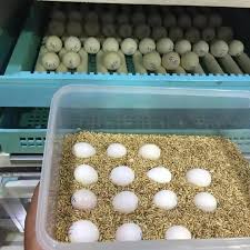 parrot eggs foreign trade