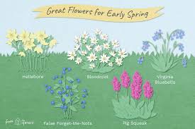 Its soft blue flowers open in spring and continue throughout the summer. Perennial Spring Flowers For Early In The Season