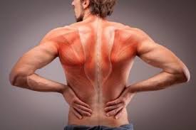 To build the back optimally, you should know the major muscles. The Anatomy Of The Back Muscles Step To Health