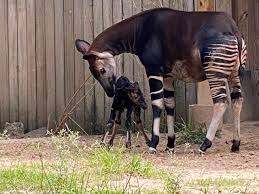 World Okapi Day ~ October 18 Images?q=tbn:ANd9GcRryq-ocWyIC1Hh4VAcrJSIIotalIu6PM-x2g&usqp=CAU